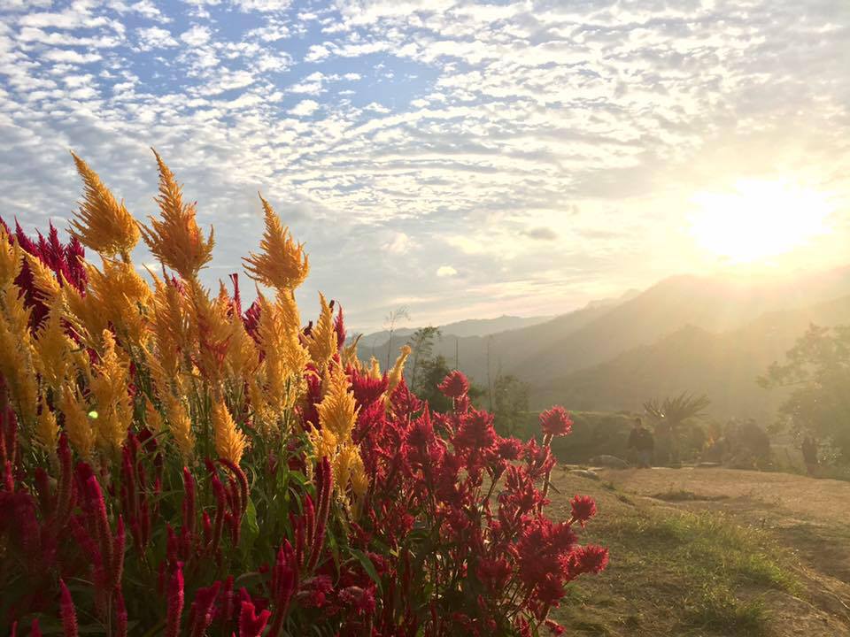 Discover the Beauty of Sirao Flower Garden: The Little Amsterdam of Cebu