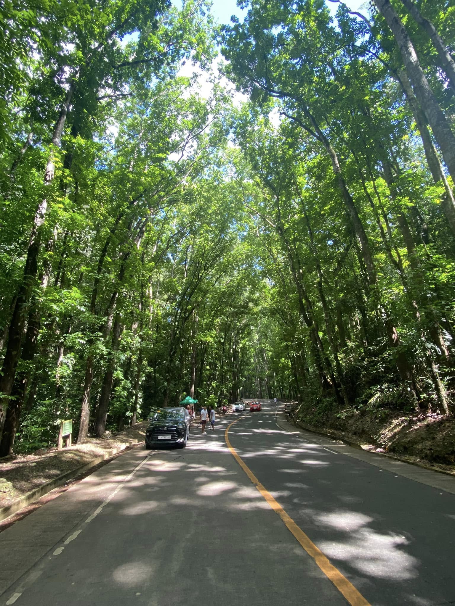Bohol’s man made forest