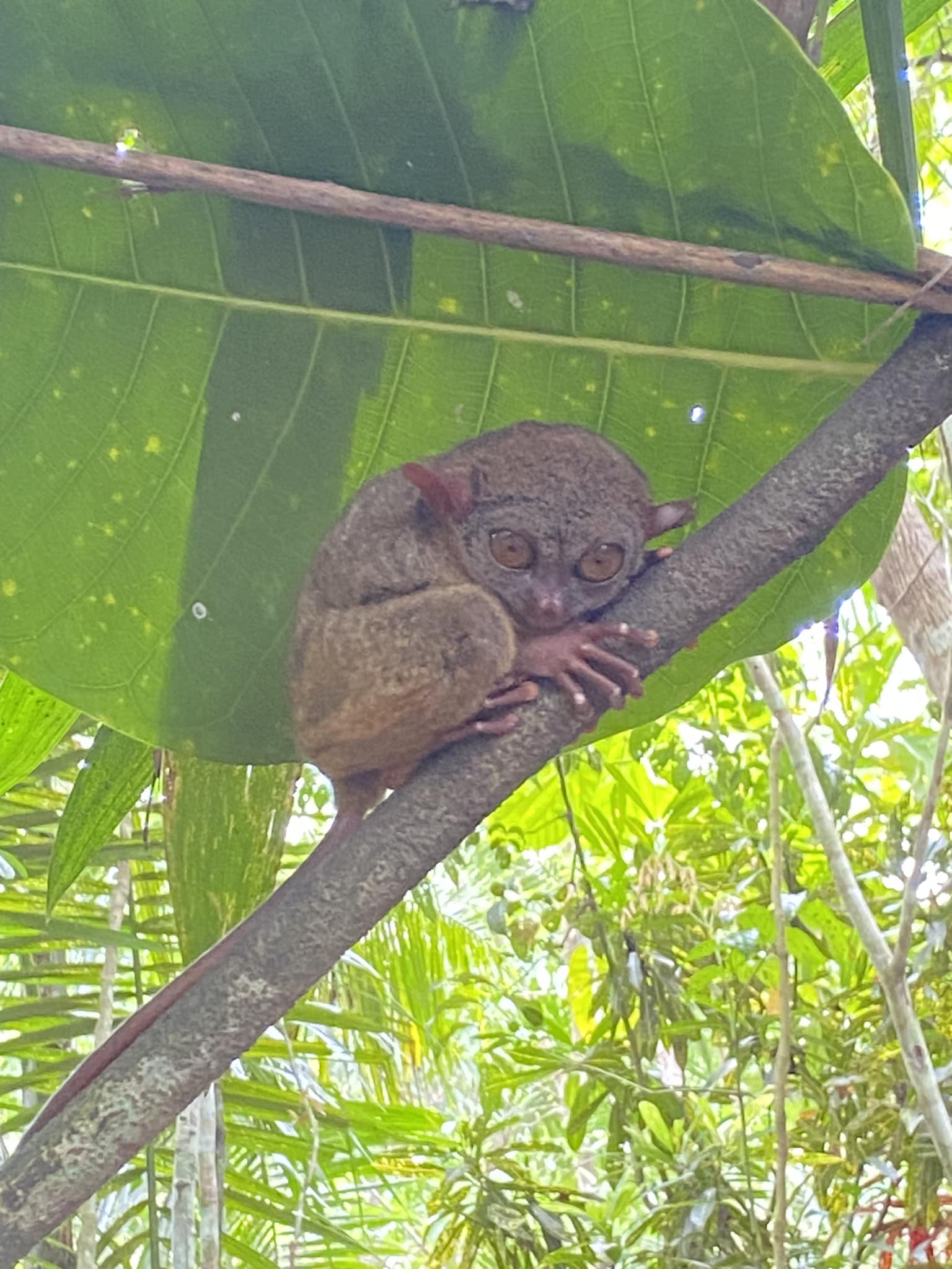 The Philippine Tarsier: Bohol’s Tiny Primate Wonder
